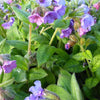 Longkruid Azurea - Pulmonaria angustifolia azurea - Tuinplanten