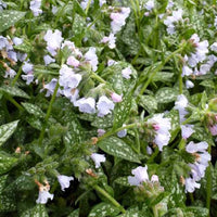 Longkruid Ocupol Opal - Pulmonaria ocupol opal - Tuinplanten