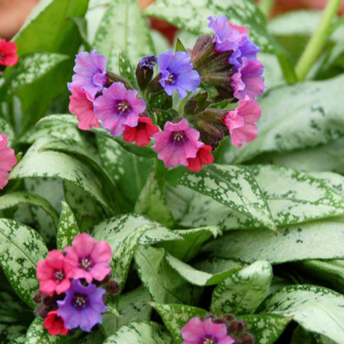 Longkruid 'Silver Bouquet' - Pulmonaria silver bouquet - Tuinplanten