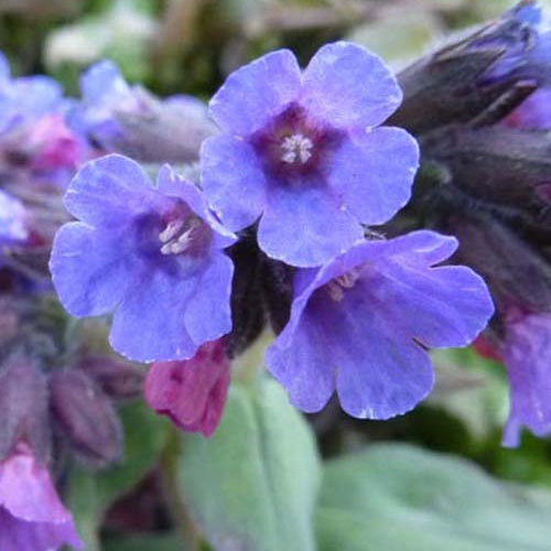 Longkruid officinale - Pulmonaria officinalis - Tuinplanten