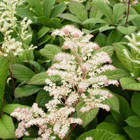 Kastanjebladige astilbe