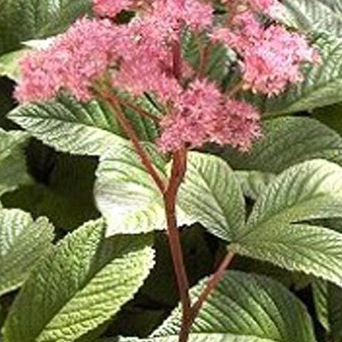 Kastanjeblad - Rodgersia pinnata - Tuinplanten