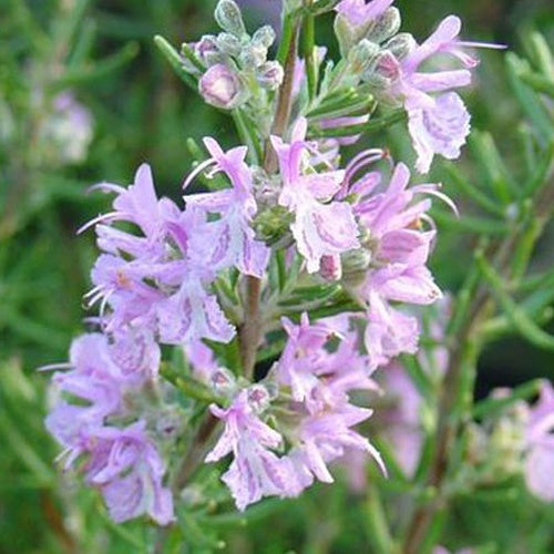 Rozemarijn 'Majorca Pink' - Rosmarinus officinalis majorca pink - Terras- en balkonplanten