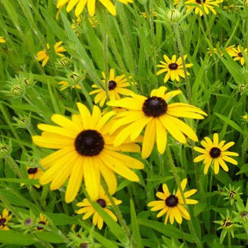 Zonnehoed speciosa (x3) - Bakker