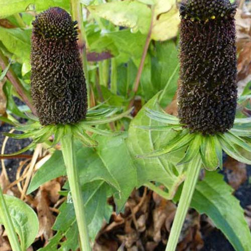 Zonnehoeds occidentale Green Wizard (x3) - Rudbeckia occidentalis green wizard - Tuinplanten