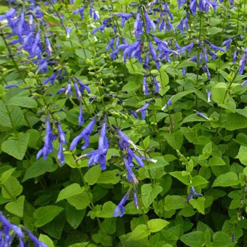 Siersalie Blue Enigma - Salvia guaranitica blue enigma - Tuinplanten
