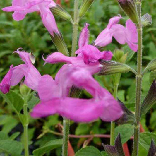 Salie 'Pink Beauty' - Salvia microphylla pink beauty - Tuinplanten