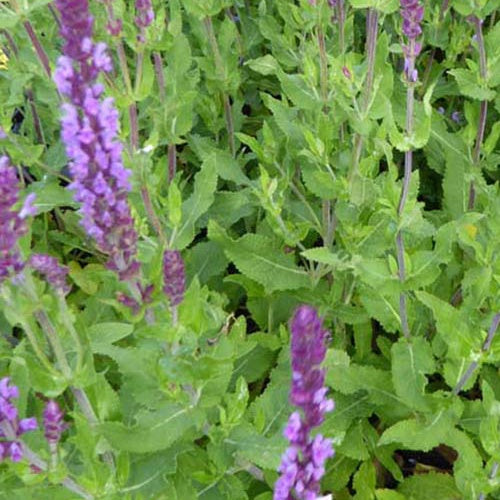 Siersalie Amethyst - Bakker