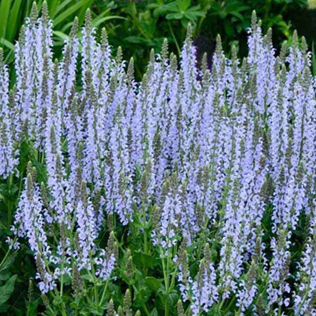 Bossalie 'Chrystal Blue' - Salvia nemorosa crystal blue ( color spires series - Tuinplanten