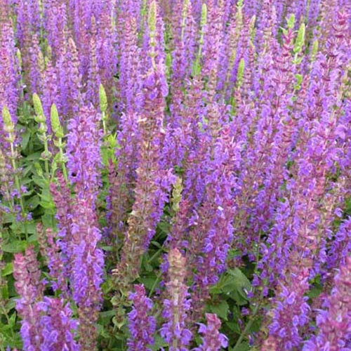 Siersalie Ostfriesland (x3) - Salvia nemorosa ostfriesland - Tuinplanten