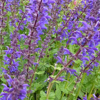 Siersalie Viola Klose - Salvia nemorosa viola klose - Tuinplanten