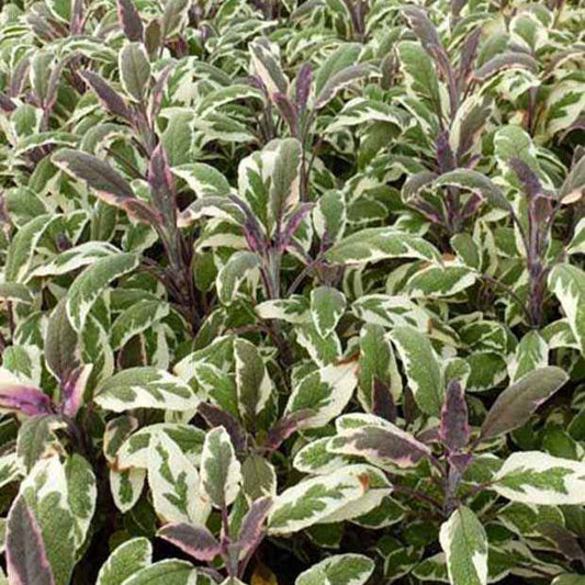 Echte salie - tricolor - Salvia officinalis tricolor - Tuinplanten