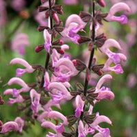 Siersalie Rose Rhapsody - Salvia pratensis rose rhapsody ( ballet series ) - Tuinplanten