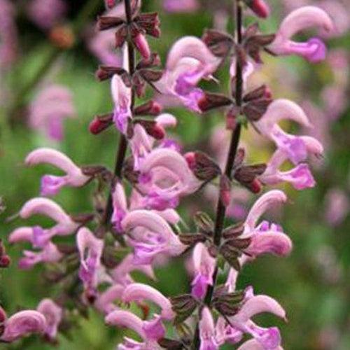 Salvia pratensis Rose Rhapsody (ballet series) - Siersalie Rose Rhapsody - Salie