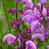 Veldsalie 'Sweet Esmeralda' - Salvia pratensis sweet esmeralda ( ballet series ) - Tuinplanten