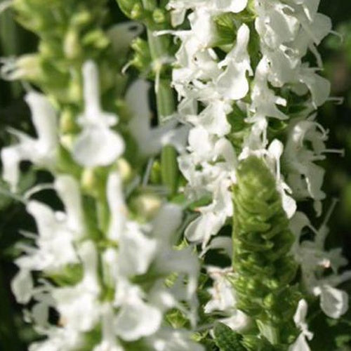 Salvia pratensis swan lake ( ballet series ) - Siersalie Swan Lake - Salie