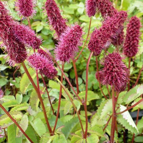 Pimpernel - Sanguisorba menziesii - Tuinplanten