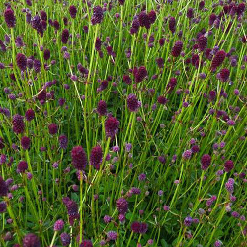 Pimpernel Tanna - Sanguisorba officinalis tanna - Tuinplanten