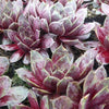 Huislook Commander Hay (x3) - Sempervivum commander hay - Tuinplanten