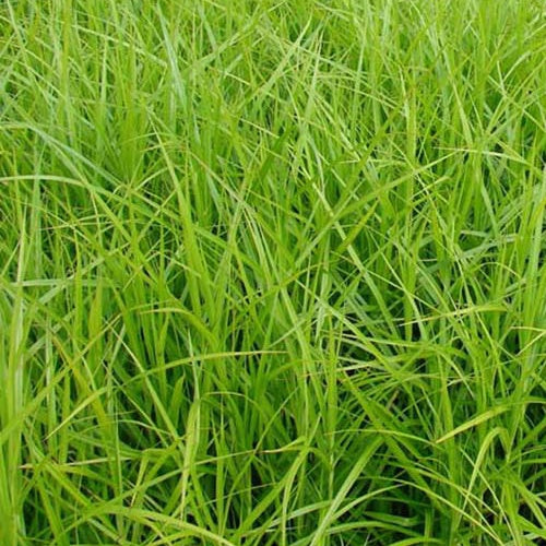 Carex muskingumensis - Palmzegge - Zegge