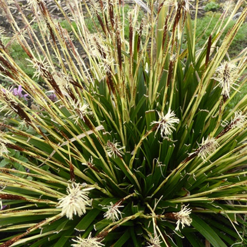 Zegge Oshima J.S. Greenwell - Carex oshimensis j.s. greenwell - Tuinplanten