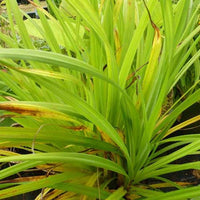 Zegges (x3) - Carex pendula - Tuinplanten