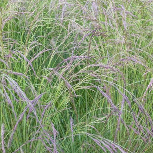 Blauw schapegras améthyste - Festuca amethystina - Bakker