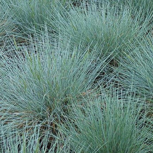 Blauw schapegras Zwergenkönig (x3) - Bakker