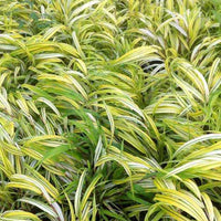 Japanse berggras - Hakonechloa macra aureola - Tuinplanten