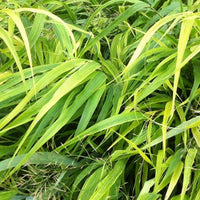 Japans berggras - Hakonechloa macra - Tuinplanten