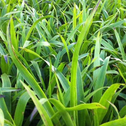 Grote Veldbies - Bakker