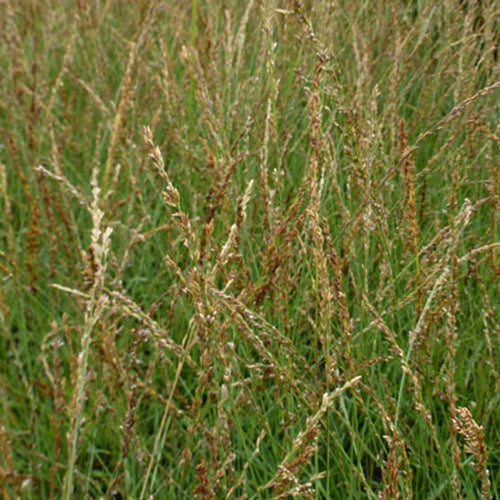 Pijpestrootje Poul Petersen - Molinia caerulea poul petersen - Tuinplanten