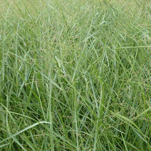 Vingergras Prairie Sky - Panicum virgatum Prairie Sky - Bakker