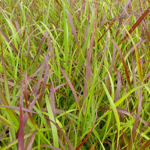 Vingergras Rotstahlbusch - Panicum virgatum rotstrahlbusch - Tuinplanten