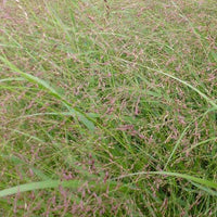 Vingergras Warrior - Panicum virgatum warrior - Tuinplanten