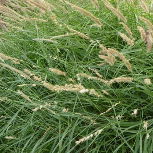 Lampepoetsersgrasfrangée de cils - Bakker
