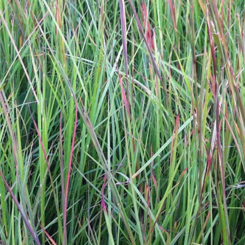 Klein prairiegras - Schizachyrium scoparium - Tuinplanten