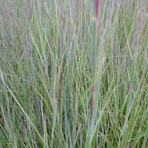 Baardgras Prairie Blues - Schizachyrium scoparium prairie blues - Tuinplanten