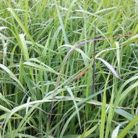 Goudbaardgras Indian Steel - Bakker