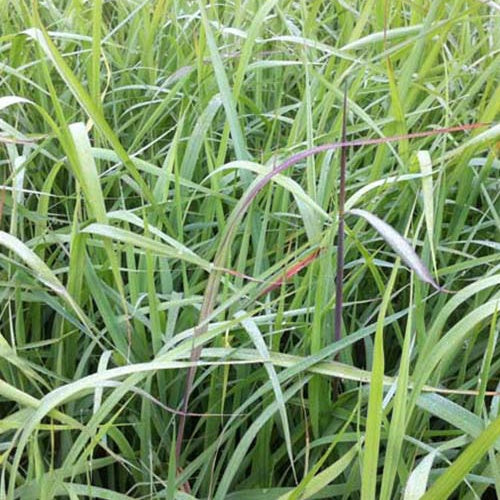 Goudbaardgras Indian Steel - Bakker