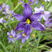 Blauwogengras (x3) - Sisyrinchium bellum - Tuinplanten