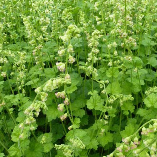 Mijterloof (x3) - Tellima grandiflora - Tuinplanten