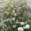 Ruit Delavay Splendide - Thalictrum delavayi fr21034 splendide white - Tuinplanten