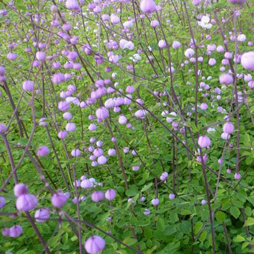 Thalictrum delavayi Splendide - Ruit Splendide - Vaste planten