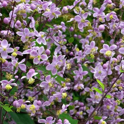 Ruit Rochebrun - Thalictrum rochebrunianum - Tuinplanten