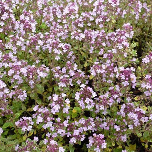 Thijm Silver Queen (x3) - Thymus citriodorus silver queen - Tuinplanten