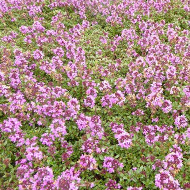 Kruiptijm 'Coccineus' - Thymus praecox coccineus - Tuinplanten