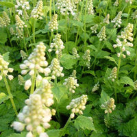 Perzische muts Moorgrün - Tiarella cordifolia moorgrün - Tuinplanten