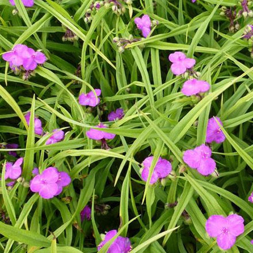 Eéndagsbloem Rubra - Bakker