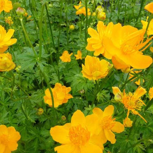 Kogelboterbloem Golden Queen - Trollius chinensis golden queen - Tuinplanten